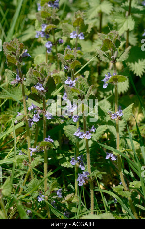 Ground ivy Glechoma hederacea plants flowering in light woodland in Devon Stock Photo