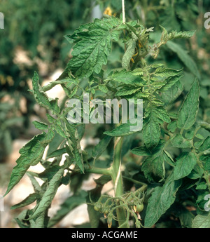 Tomato yellow leaf curl virus symptoms on tomato leaves on plants grown under polythene Stock Photo