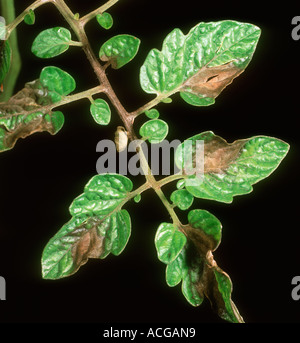 Tomato late blight Phytophthora infestans necrotic lesions on tomato leaves Stock Photo