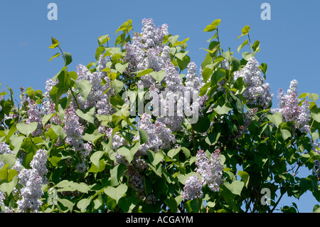Lilac Syringa vulgaris lilac flowers against a blue spring sky Devon Stock Photo