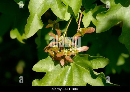 Young developing winged seeds and young foliage on a field maple tree Acer campestre Stock Photo