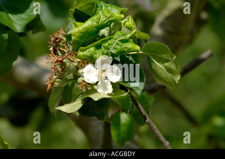 Rosy leaf curling aphid Dysaphis devecta leaf curling damage to Bramley apple leaves Stock Photo