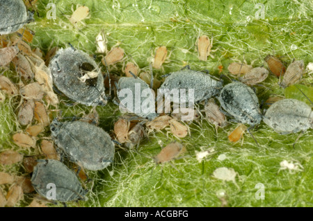 Rosy leaf curling aphid Dysaphis devecta infestion inside curled Bramley apple leaf Stock Photo