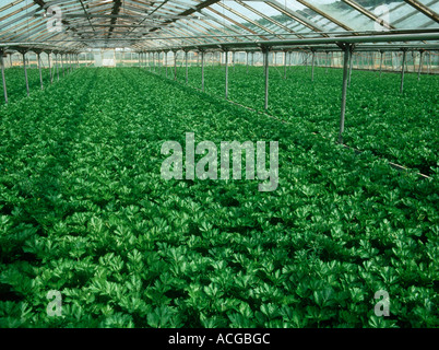 Maturing celery crop in a commercial glasshouse Stock Photo