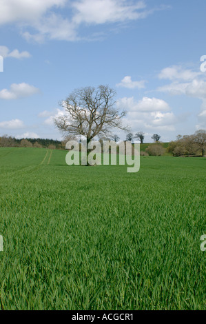 View of immature barley crop before ear on fine spring day in Devon Stock Photo