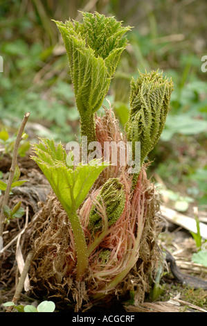 Young shoots of Gunnera manicata in spring Stock Photo