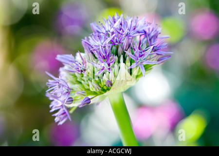 Allium globemaster flower head opening against a dappled coloured background Stock Photo