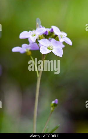 Cardamine pratensis. Ladys smock / Cuckoo flower wildflower in the English countryside Stock Photo