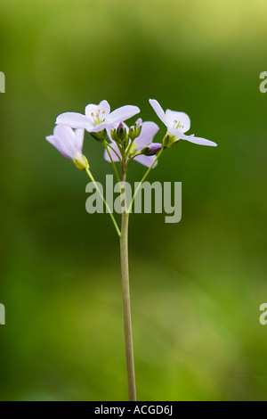 Cardamine pratensis. Ladys smock / Cuckoo flower wildflower in the English countryside Stock Photo