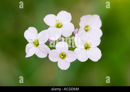 Cardamine pratensis. Ladys smock / Cuckoo flower wildflower in the English countryside Stock Photo