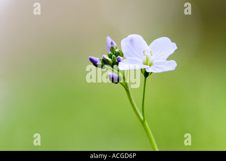 Cardamine pratensis. Ladys smock / Cuckoo flower wildflower in the English countryside Stock Photo