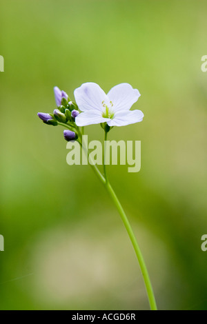 Cardamine pratensis. Ladys smock / Cuckoo flower wildflower in the English countryside Stock Photo