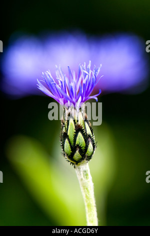 Centaurea montana. Perennial cornflower, Mountain bluet, Knapweed, Mountain knapweed in an English garden Stock Photo