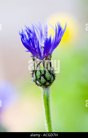 Centaurea montana. Perennial cornflower, Mountain bluet, Knapweed, Mountain knapweed in an English garden Stock Photo