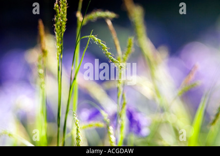 Grass stems in a bluebell wood in the English countryside. UK Stock Photo