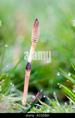 Equisetum arvense. Common Horsetail. Fertile stem against a blurred grassy background. North Meadow, Cricklade, Wiltshire. UK Stock Photo