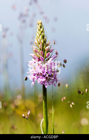 Dactylorhiza Fuchsii. Common spotted orchid in the English countryside Stock Photo