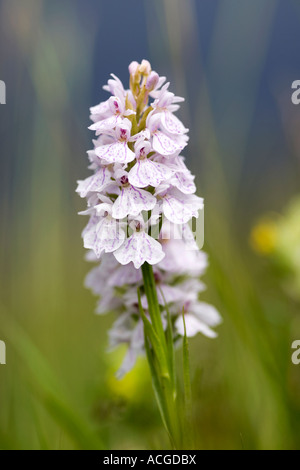 Dactylorhiza Fuchsii. Common spotted orchid in the English countryside Stock Photo