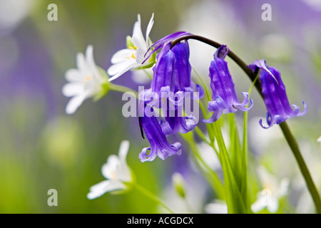 Hyacinthoides non scripta. Bluebell in the grass with Greater Stitchwort wildflowers in the English countryside Stock Photo