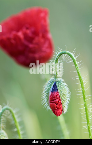 Papaver Rhoeas. Field poppy emerging from its casing in the english countryside. UK Stock Photo