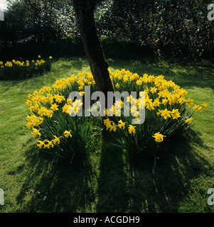 Ring of daffodils Narcissus sp under a leafless old apple tree in spring Stock Photo