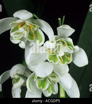 Flower of double flowered snowdrop Galanthus nivalis Stock Photo