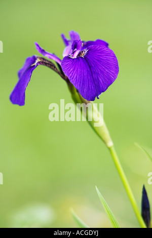 Iris sibirica flower against green background in an English garden Stock Photo