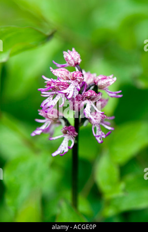 Lady x Monkey orchid hybrid O purpurea x simia flower in the English countryside. Hartslock nature reserve, Goring on thames, Oxfordshire, England Stock Photo