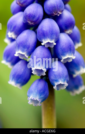 Muscari armeniacum. Grape Hyacinth Stock Photo