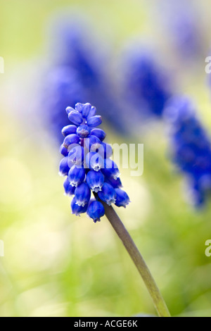 Muscari armeniacum. Grape Hyacinth against blurred blue and green background Stock Photo