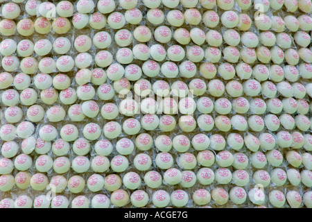 Screen Fill Closeup of Bun Tower Cheung Chau Island Bu Festival Hong Kong SAR Stock Photo