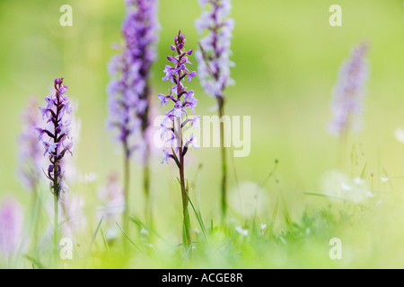 Gymnadenia conopsea . Fragrant Orchids in the grass in an English nature reserve Stock Photo