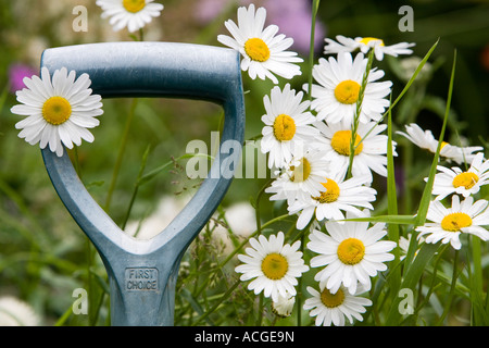 Leucanthemum vulgare. Oxeye daisy flowers surrounding a garden fork handle Stock Photo