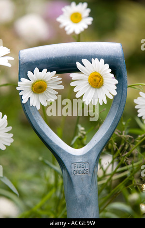 Leucanthemum vulgare. Oxeye daisy flowers surrounding a garden fork handle. UK Stock Photo