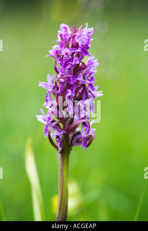 Narrow leaved marsh orchid, Dactylorhiza traunsteineri, flowering in the English countryside Stock Photo