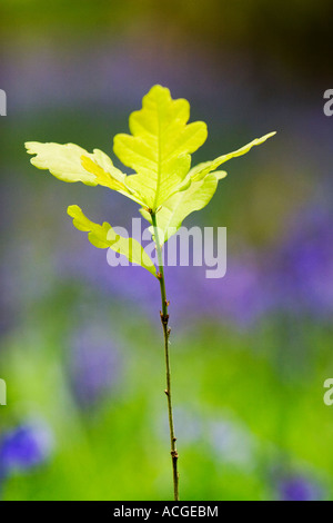 Oak tree sapling in an English bluebell wood Stock Photo