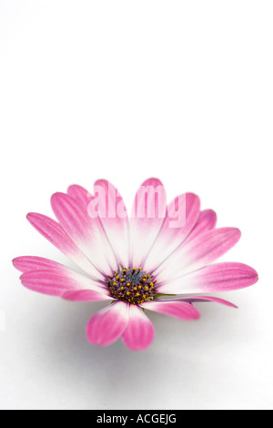 Osteospermum Zanzibar flower head on white Stock Photo