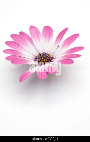 Osteospermum Zanzibar flower head on white Stock Photo