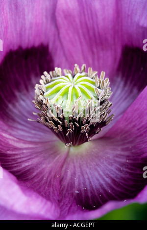 Papaver somniferum, Poppy flower Stock Photo