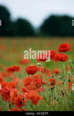 Red Poppy (Papaver rhoeas) wildflowers in field, Germany Stock Photo ...