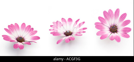 Three Osteospermum Zanzibar flowers on a white background panoramic Stock Photo