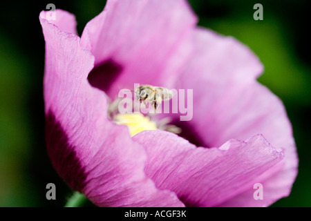 Worker honey bee hovering over papaver somniferum poppy against a green background Stock Photo