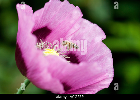 Worker honey bee hovering over papaver somniferum poppy against a green background Stock Photo