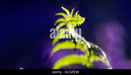 Pteridium aquilinum fern leaf in an English bluebell wood Stock Photo