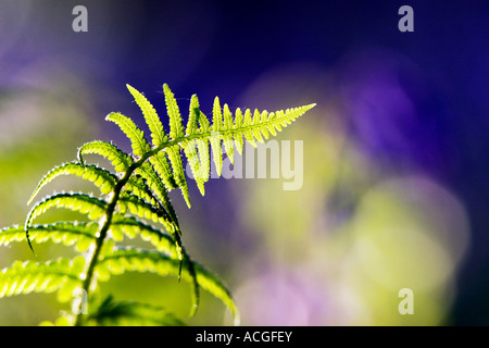 Pteridium aquilinum fern leaf in an English bluebell wood Stock Photo