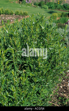 Tarragon Artemisia dracunculus in a herb garden bed Stock Photo