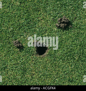 Worm casts and bird damage to bowling green grass surface Stock Photo