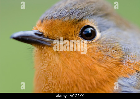 Robin redbreast head close up against a green background Stock Photo