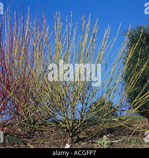 Dogwood Cornus alba sibirica green red stemmed dogwood in winter Stock Photo