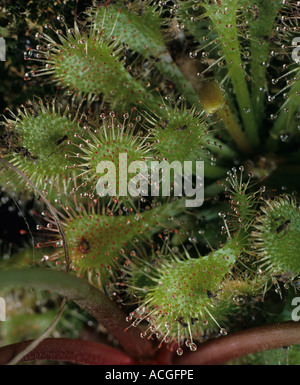 Round leaved sundew Drosera rotundifolia foliage of this insectivorous plant Stock Photo